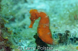 One of several seahorses at Bloody Bay Marine Park, Nikon... by Larry Polster 